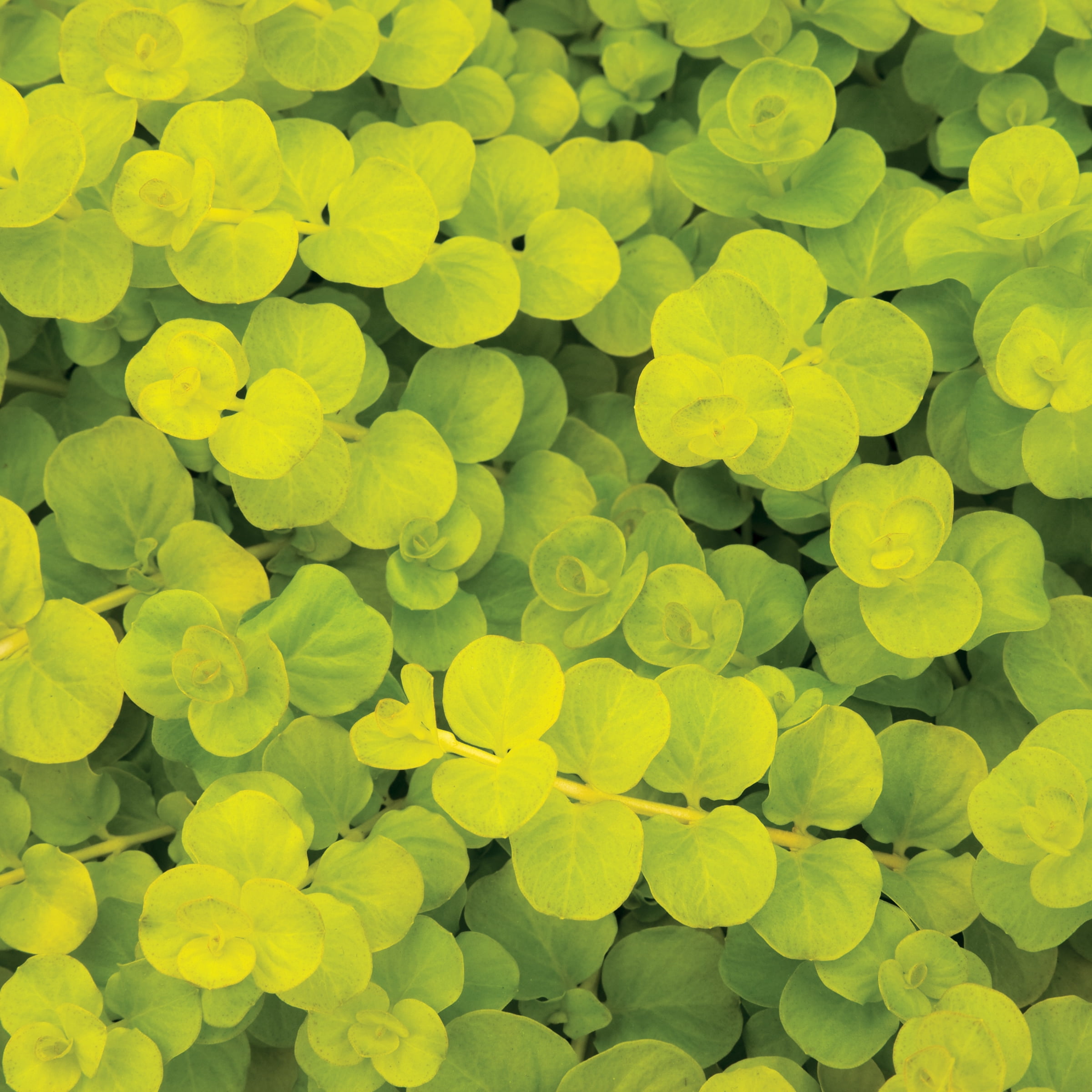 Expert Gardener 6-Pack Green Lysimachia Creeping Jenny Live Perennial Groundcover Plants