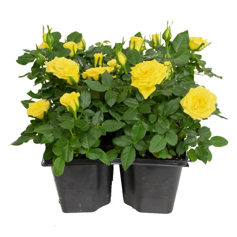 Expert Gardener 6-Pack Mini Rose Live Shrub - Walmart.com