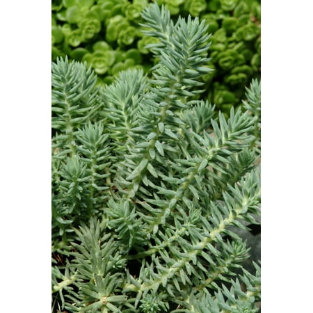 Expert Gardener 6-Pack Sedum Stonecrop Green Groundcover Perennial Live Outdoor Plants