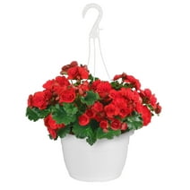 Expert Gardener 6" Red Begonia Live Plant Hanging Basket