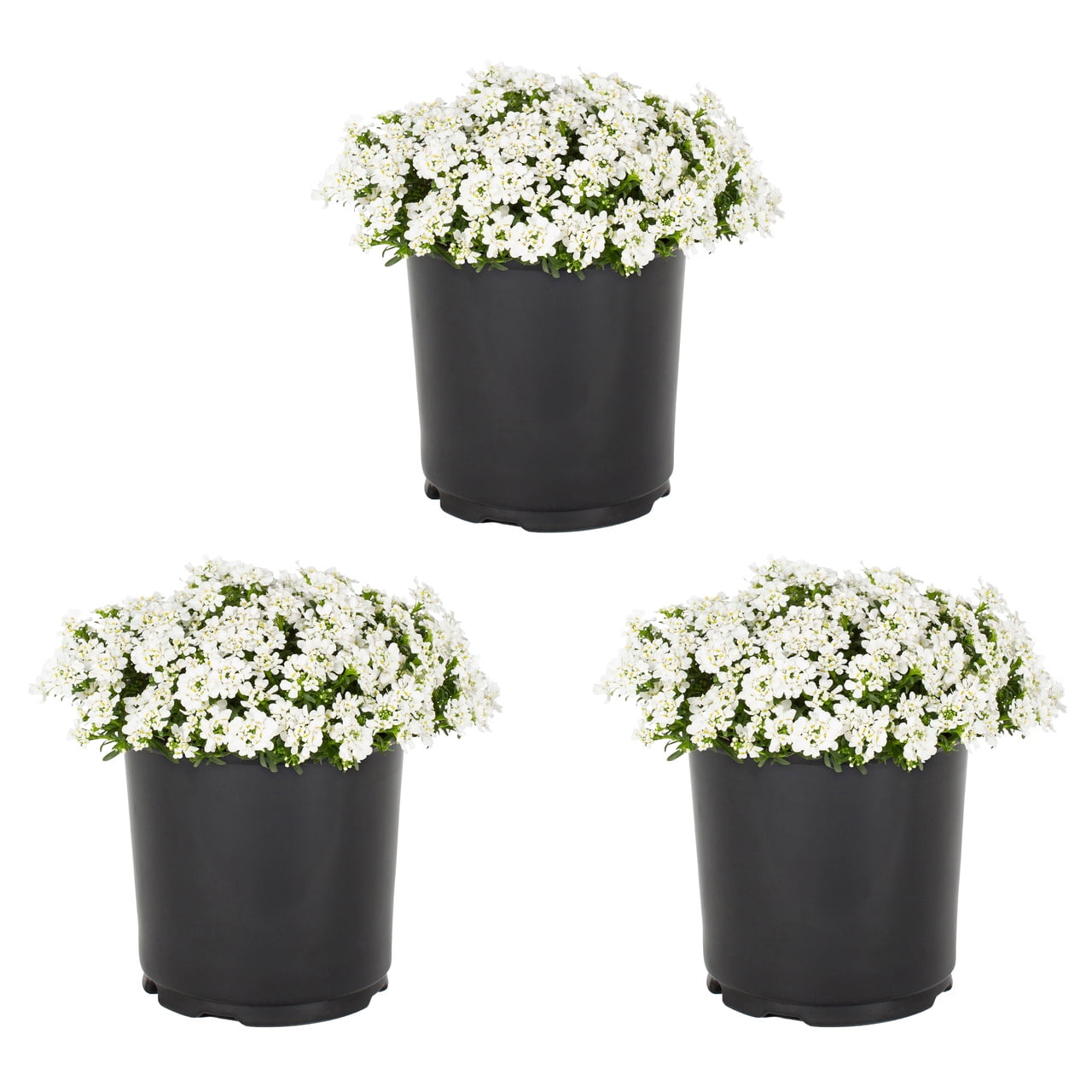 2 Quart White Iberis Perennial Plants in Black Containers (3-Pack)