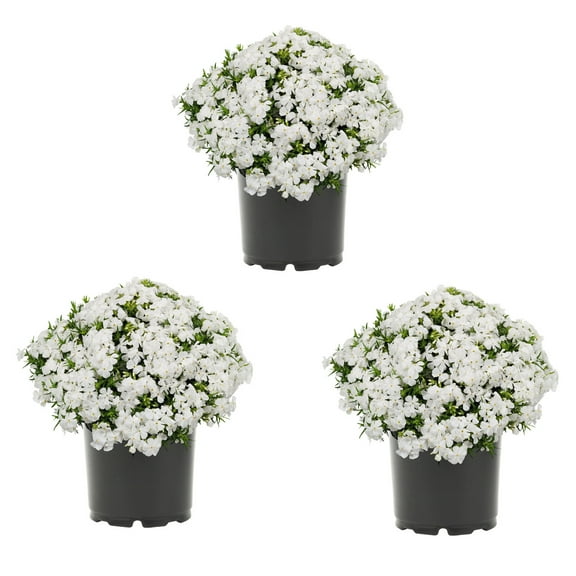 Expert Gardener 2QT White Phlox Subulata Live Perennial Plant Sun 3-Pack