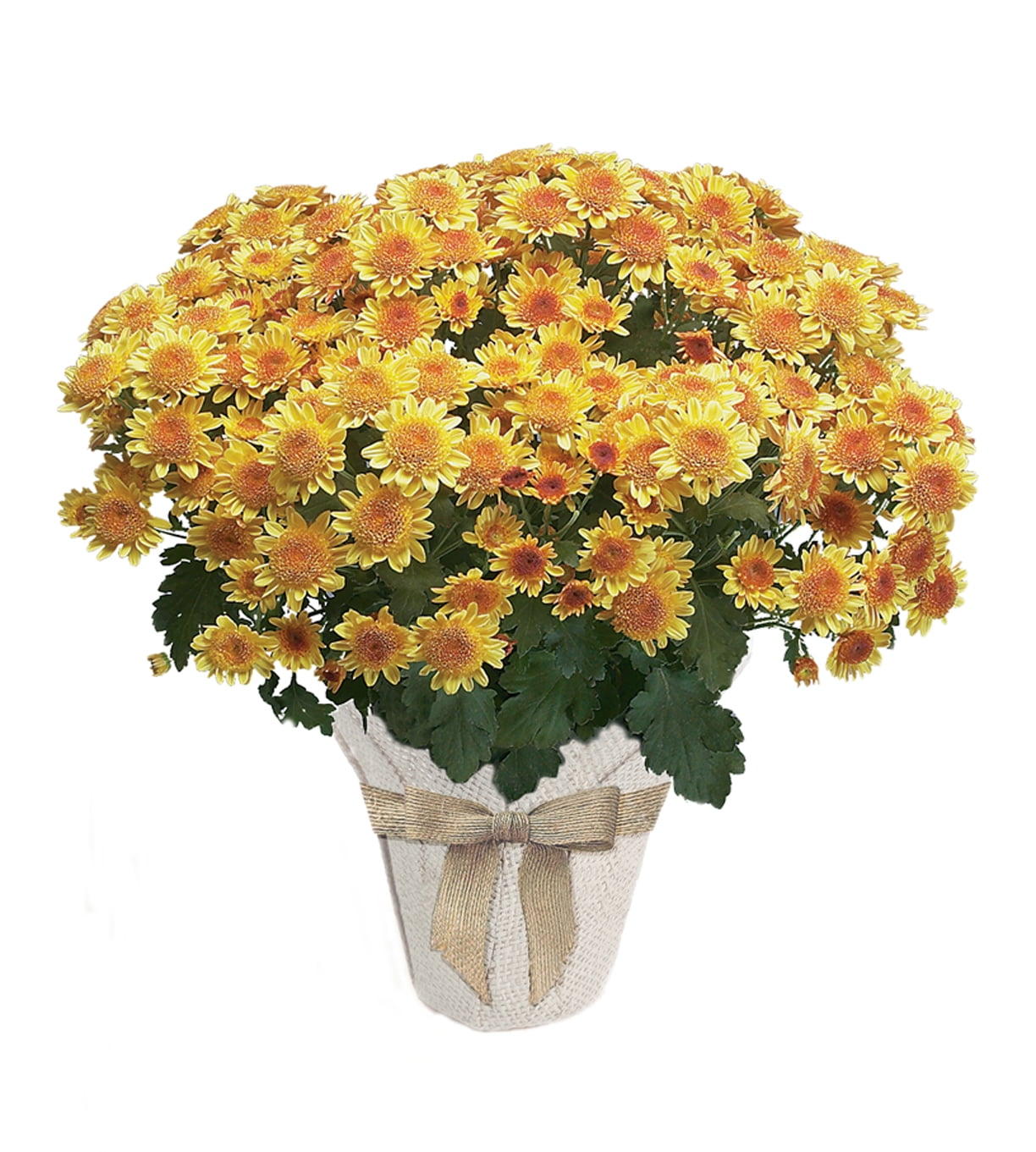 Expert Gardener 6IN Golden Fall Mum Live Plant in Burlap Pot Cover