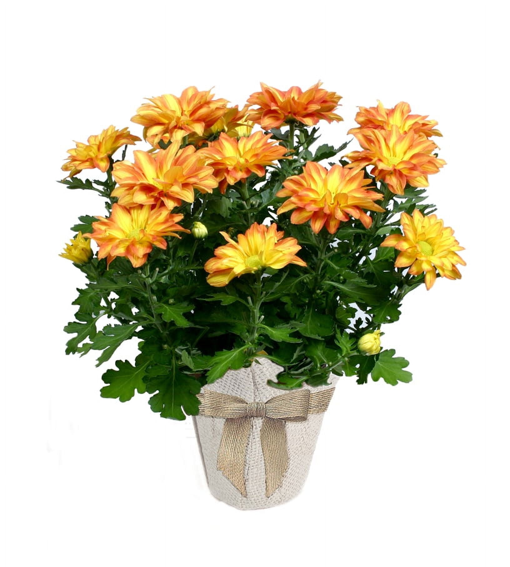 Expert Gardener 6IN Pelee Fall Mum Live Plant in Burlap Pot Cover -  Walmart.com, image size:1632x1814