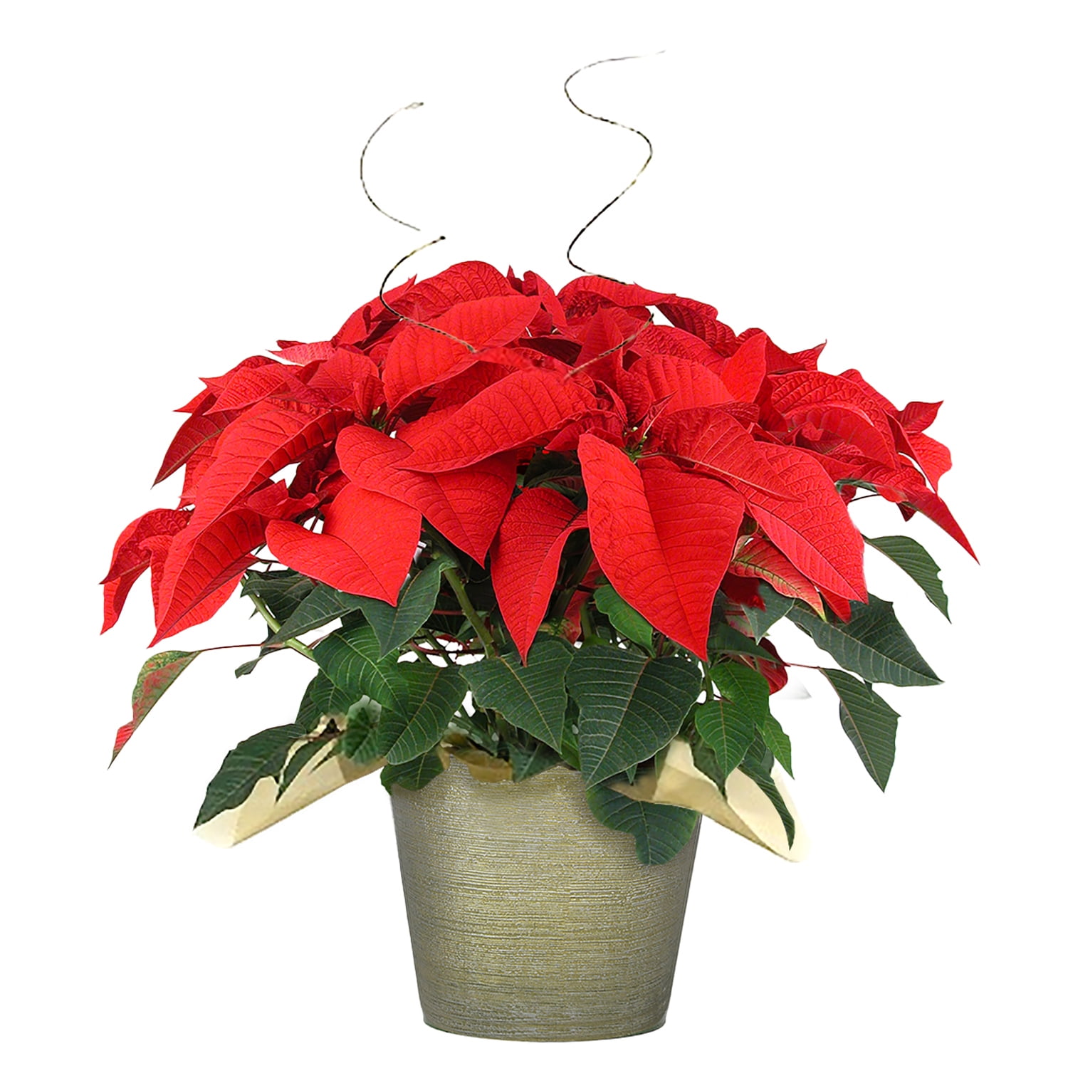 Expert Gardener Live Poinsettia Flowers, Red Christmas Holiday Plant, 6 in Decor Container