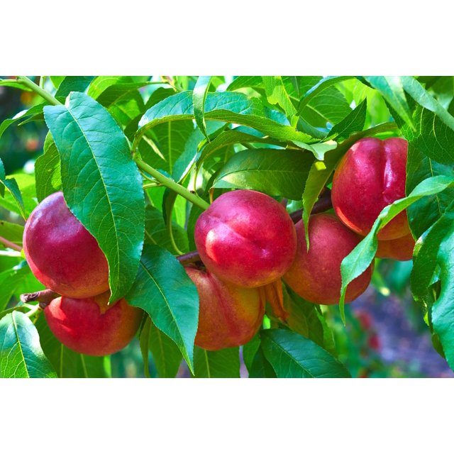 Expert Gardener 7.15G Nectarine Goldmine Edible Fruit Live Plants Full