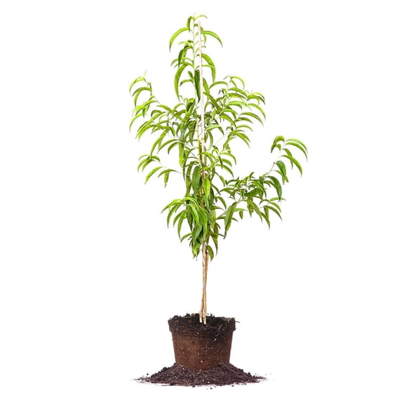 Expert Gardener 7.15G Peach Elberta Edible Fruit Tree Live Plants Full Sun Yellow