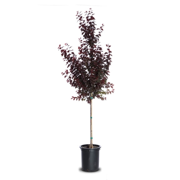 Expert Gardener 7.15G Plum Thundercloud Flowering Tree Live Plants Full Sun Pink