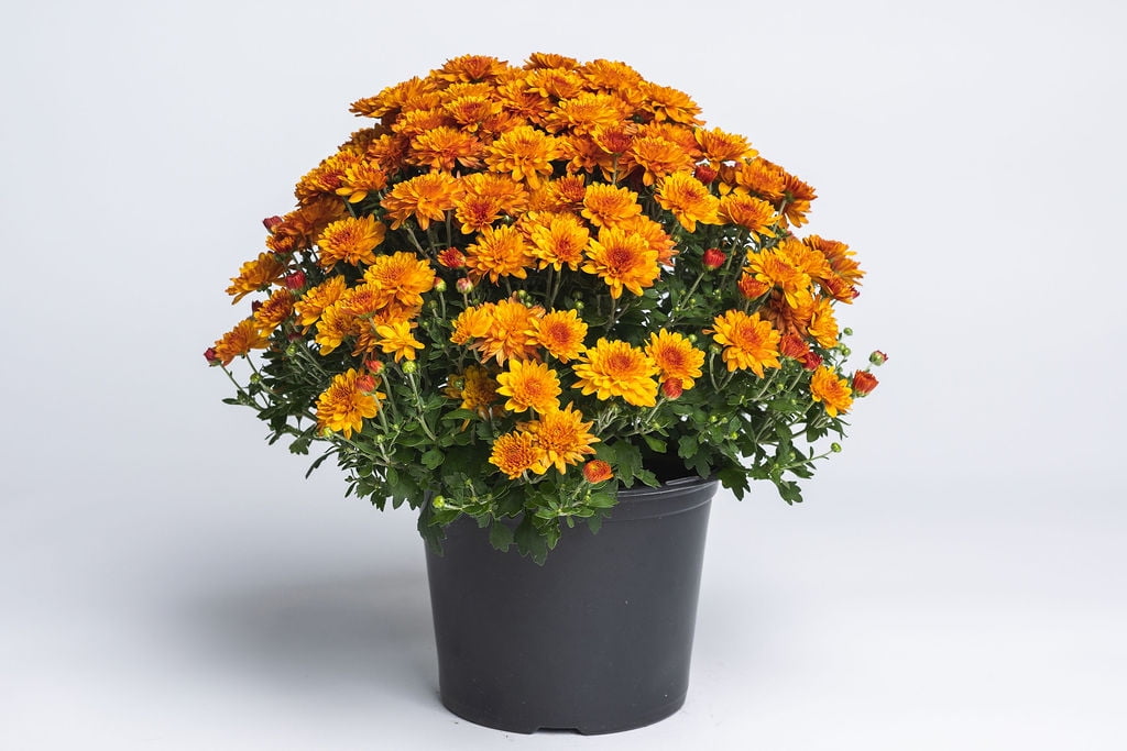 Expert Gardener 8 Inch Mum Orange Full Sun Live Plants Annual