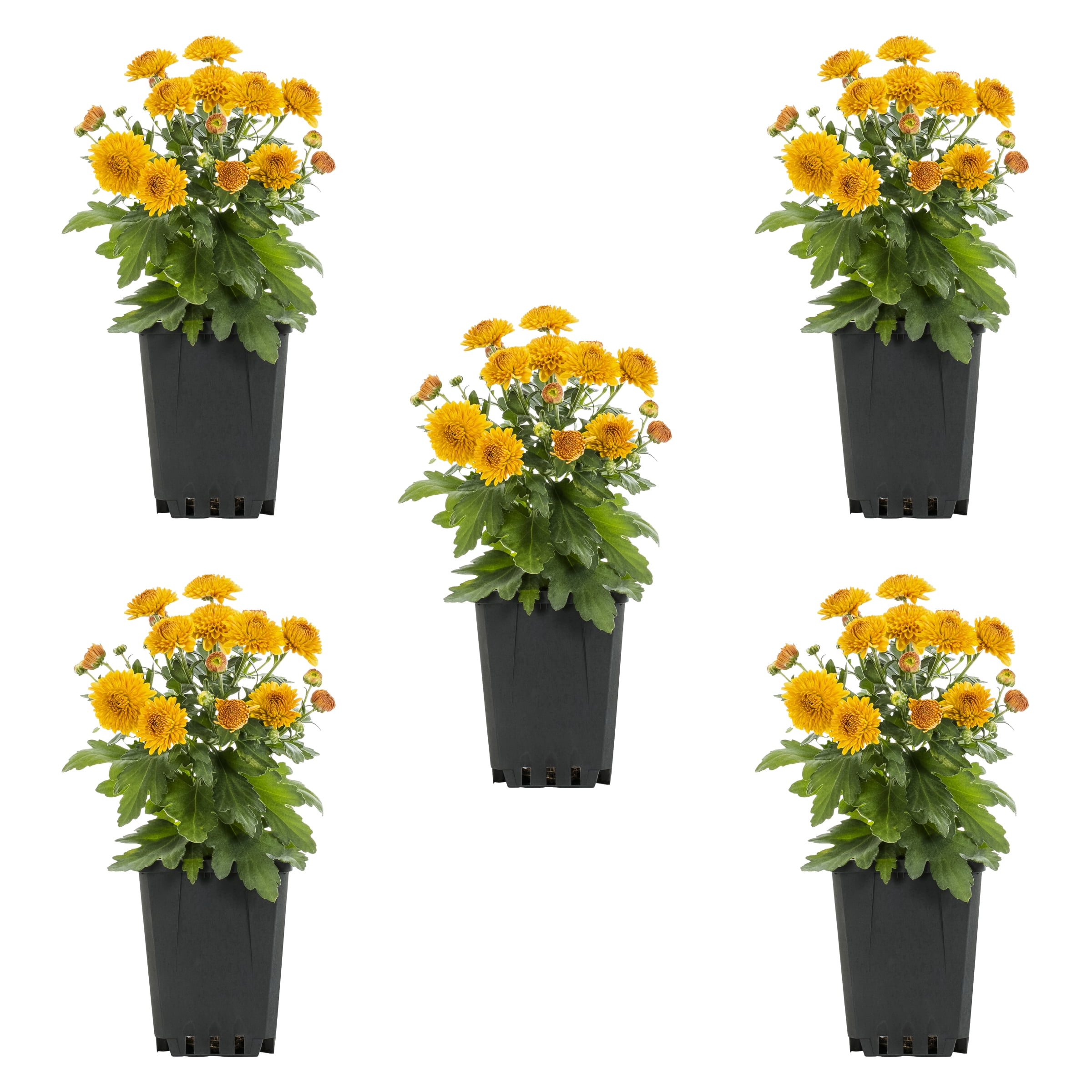 Expert Gardener 8" Orange Garden Mum Live Plants in Grower Pots (5 Count)