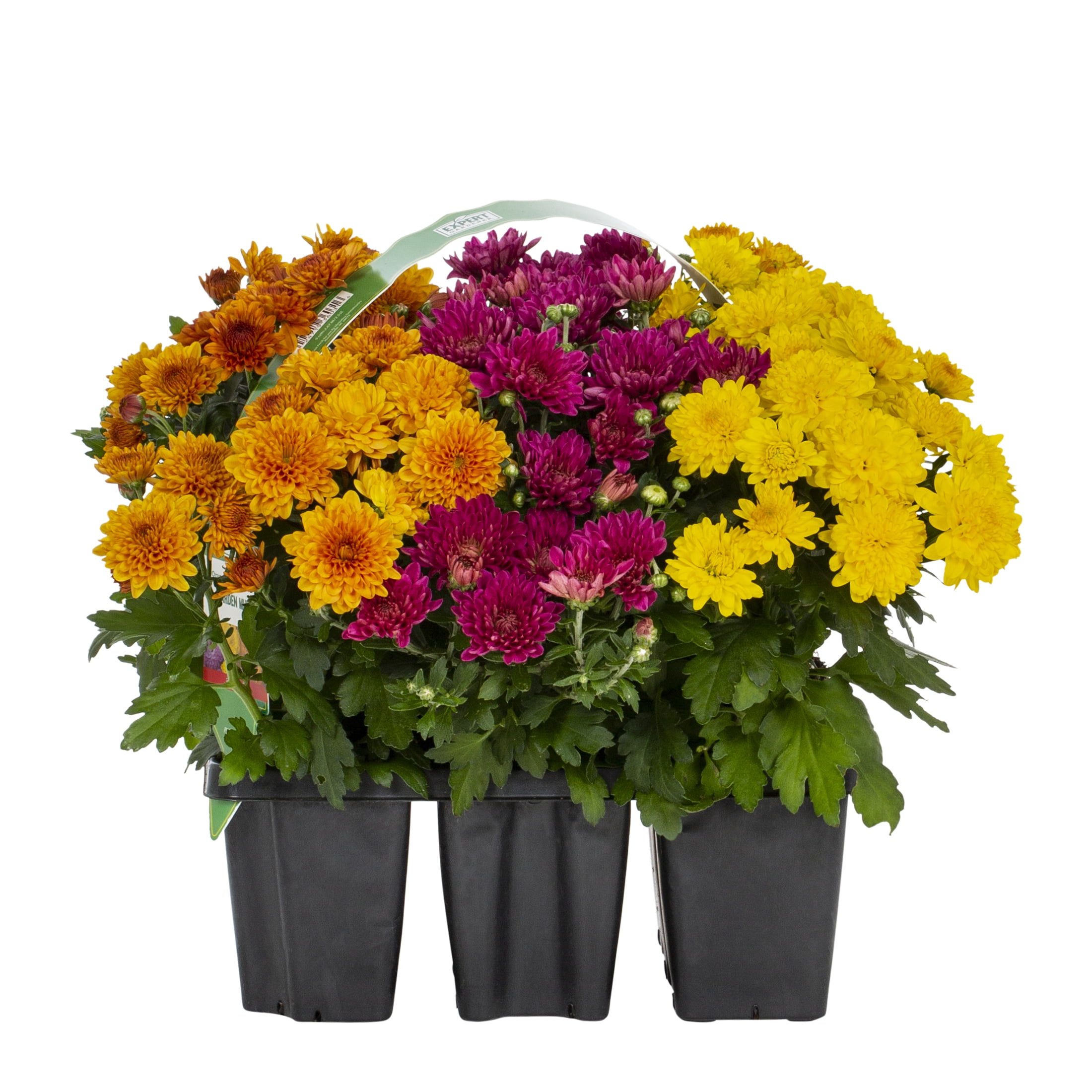 Expert Gardener Garden Mum Live Plants in Grower Pots, Orange Purple Yellow, 9 Count, 8 in