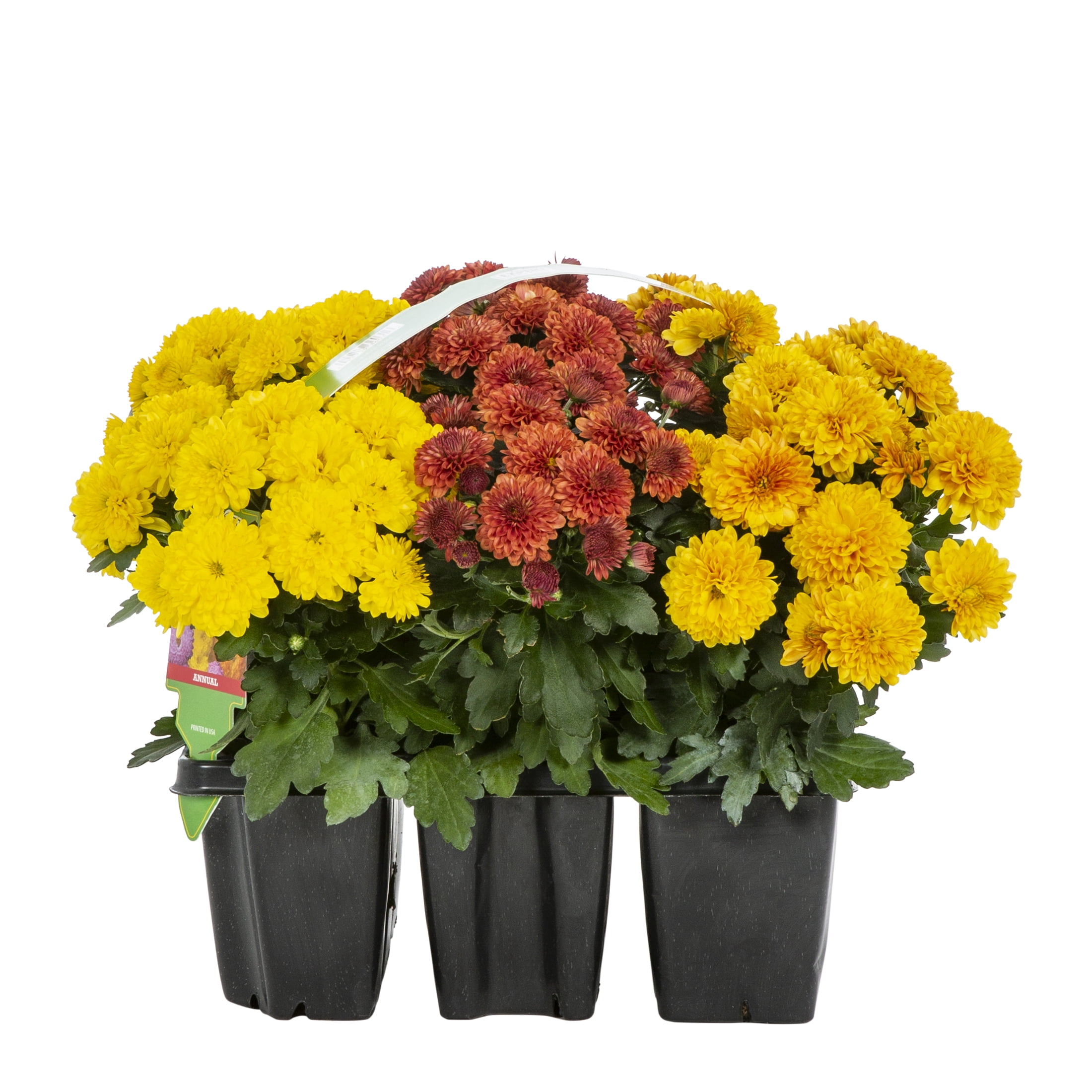 Expert Gardener 8 in Garden Mum Live Plants, Orange Red Yellow, Grower Pots, 9 Count