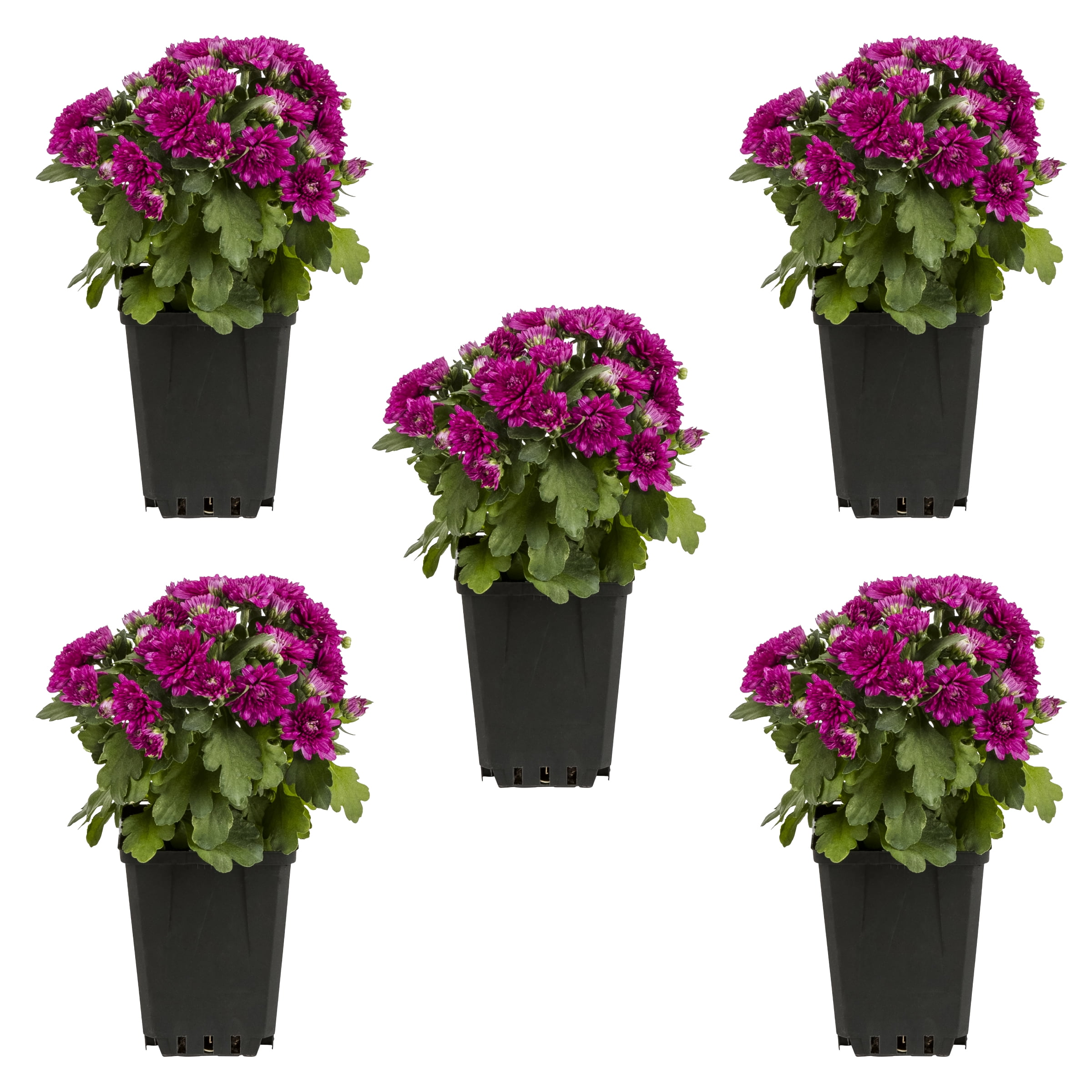 Expert Gardener Purple Garden Mum Live Plants, 8 in Grower Pots, 5 Count