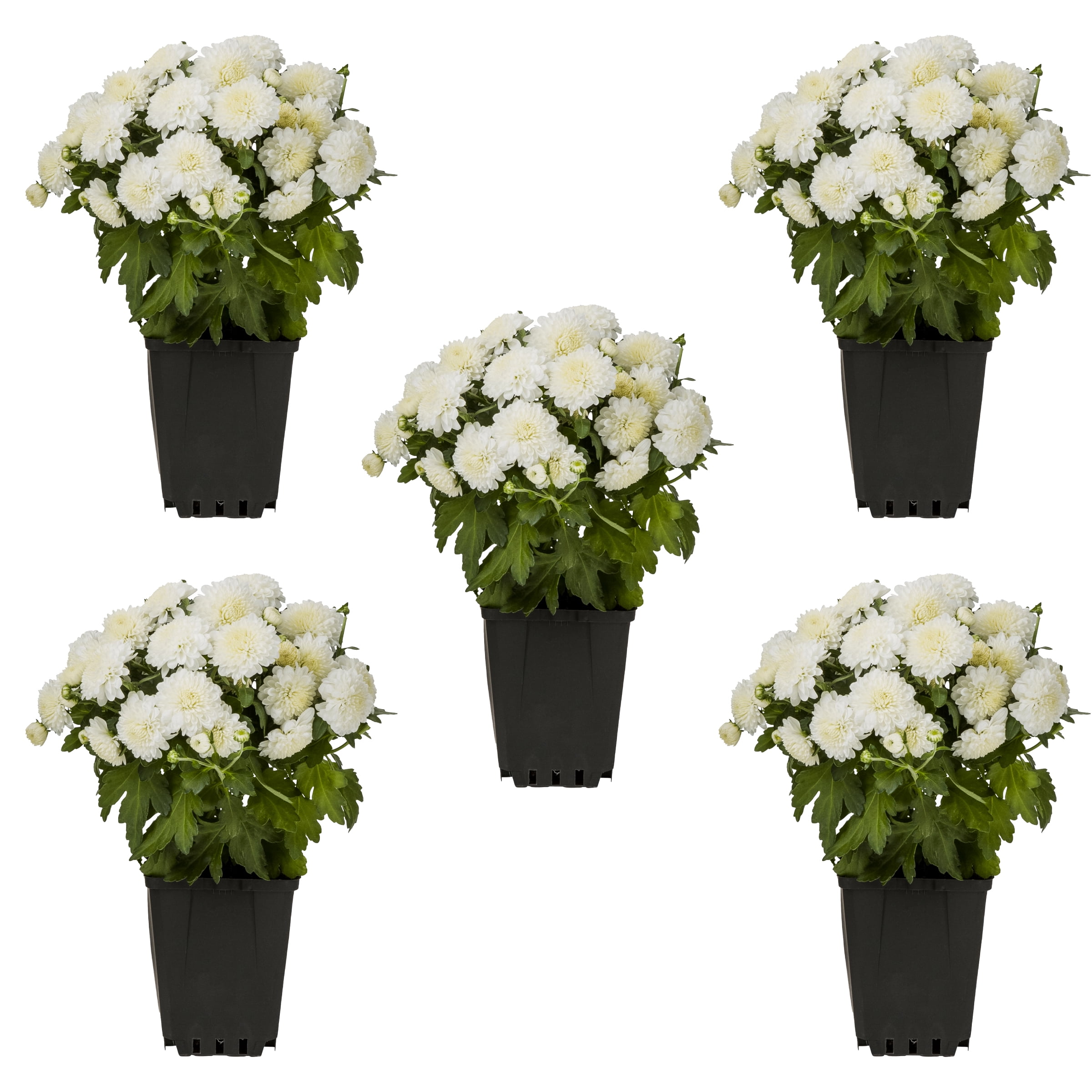 Expert Gardener 8" White Garden Mum Live Plants in Grower Pots (5 Count)