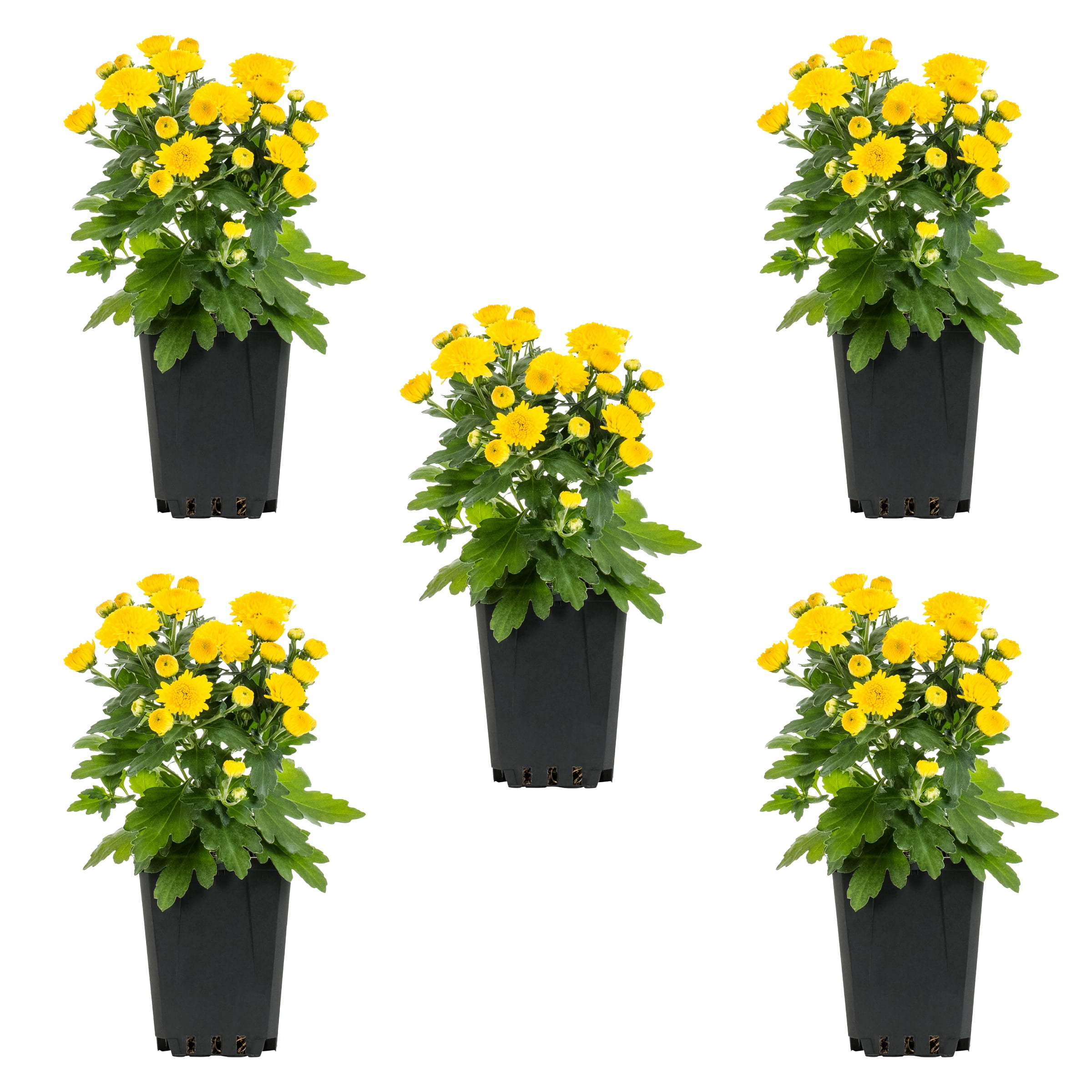 Expert Gardener 8" Yellow Garden Mum Live Plants in Grower Pots (5 Count)