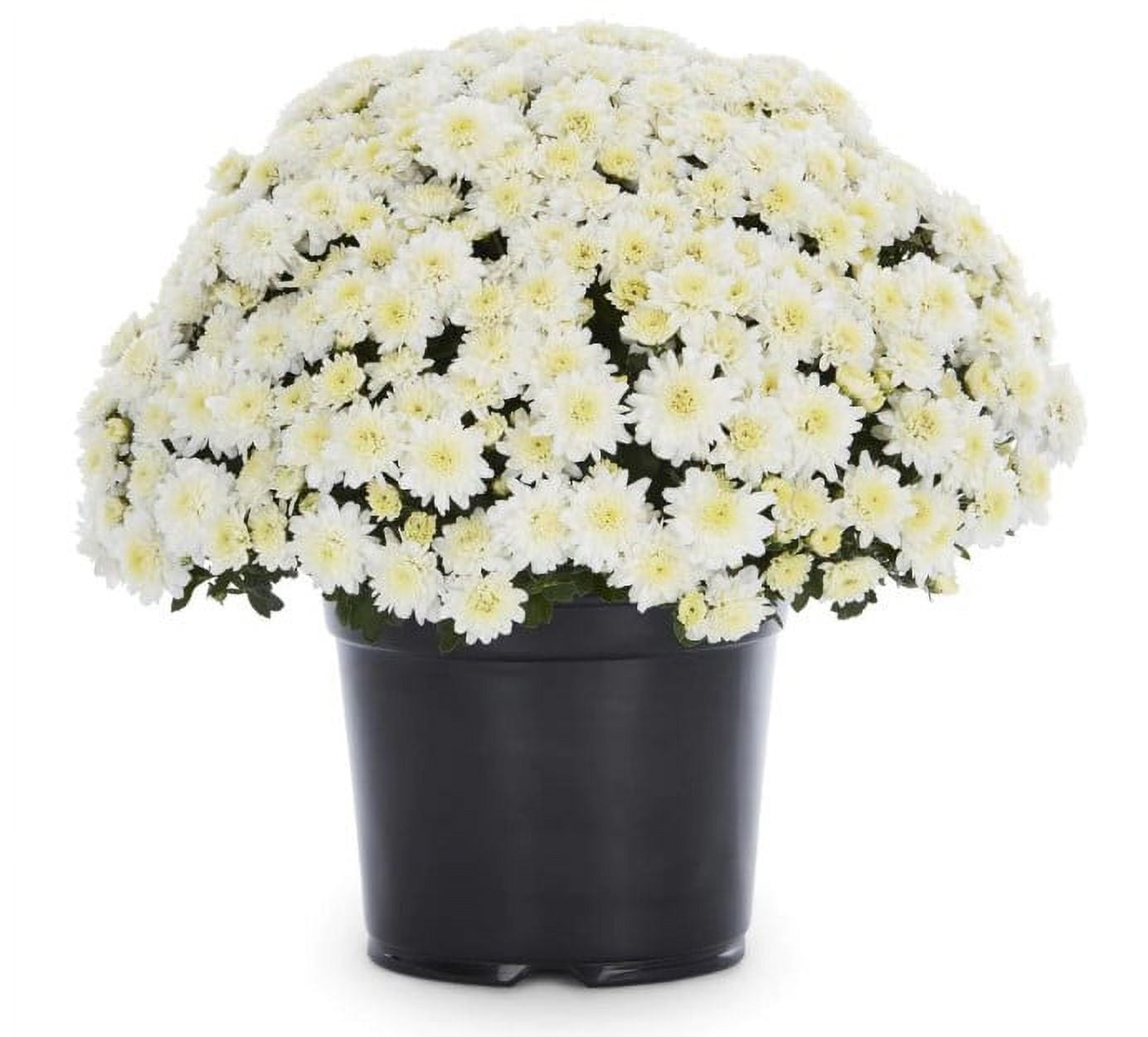 Expert-Gardener-8IN-Mum-White-
