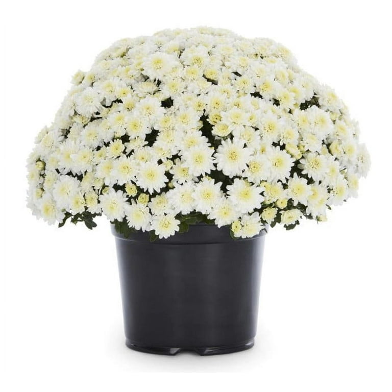 Expert Gardener 8IN Mum White Annual Live Plants Full Sun