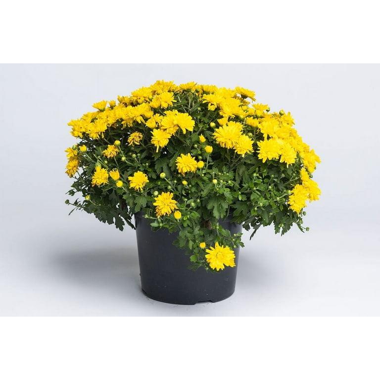 Expert Gardener 8IN Mum Yellow Live Plants Full Sun - Walmart.com