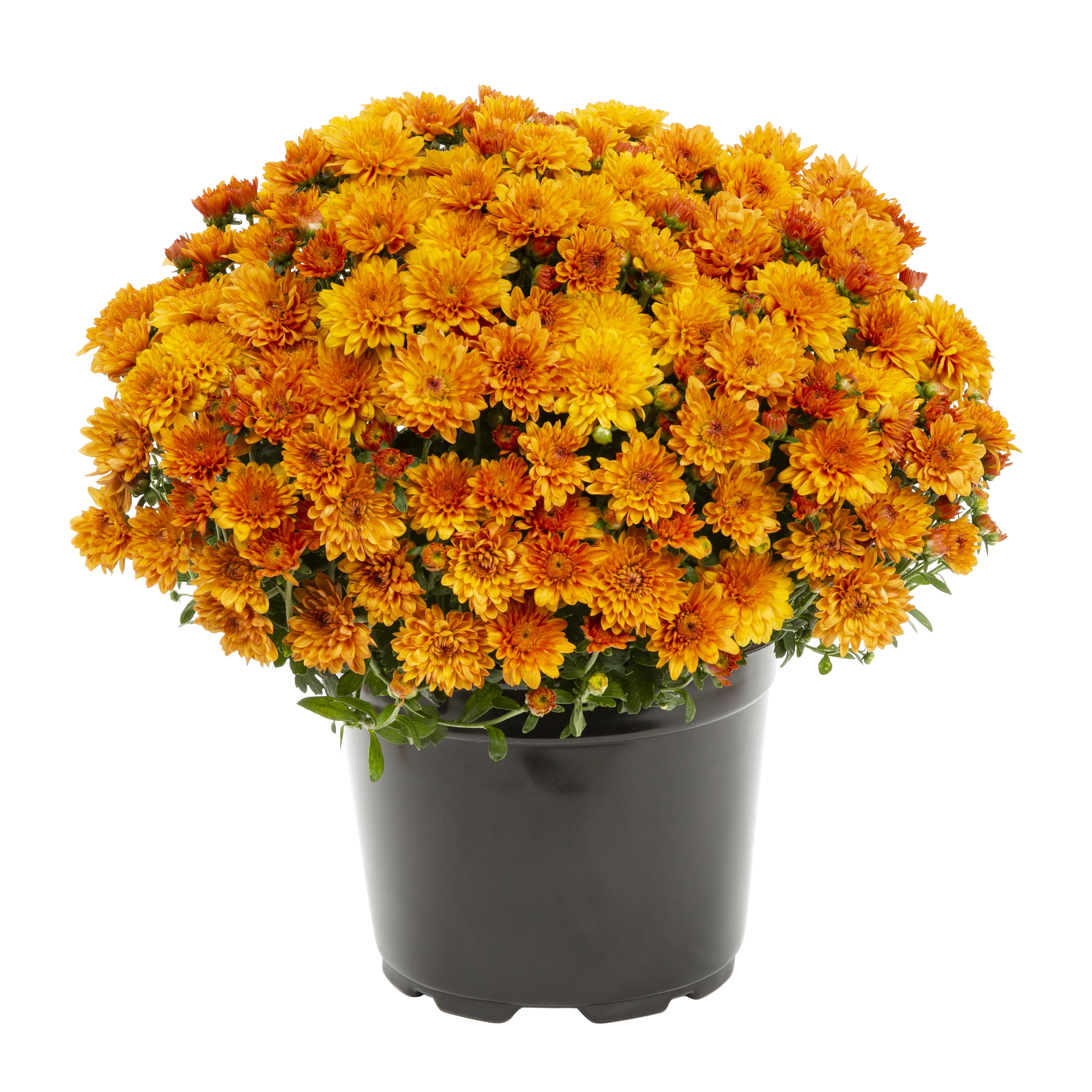 Expert Gardener 8in Mum Orange Live Plants Sun with Grower Pot