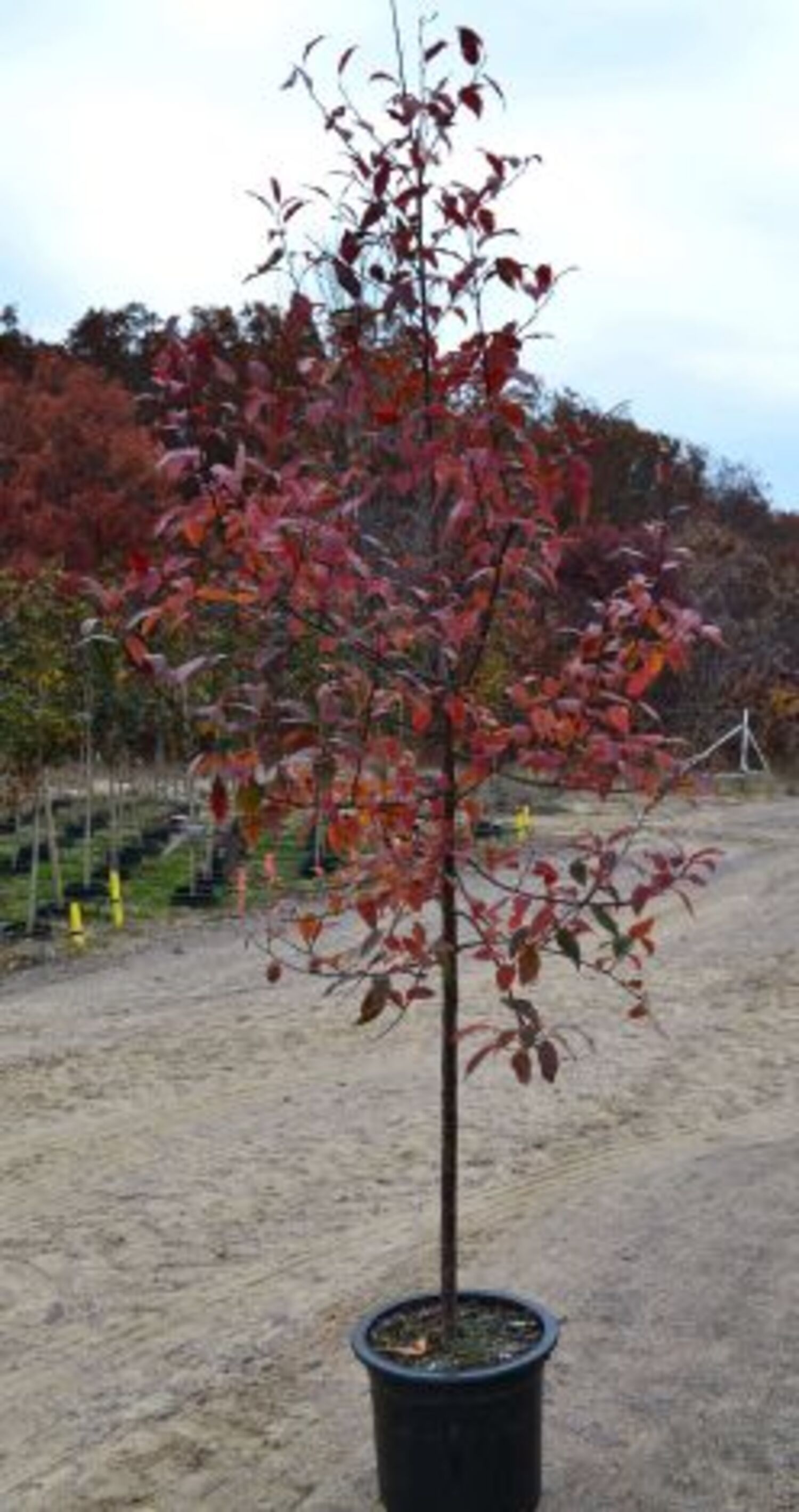 Expert Gardener 9.16 gal Crabapple Prairifire Live Trees