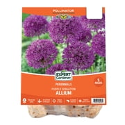 Expert Gardener Allium Purple Sensation Plant Bulbs 5 Dormant Bulbs