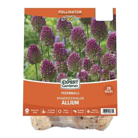 Expert Gardener Allium Sphaerocephalon Plant Bulbs (20 Dormant Bulbs)