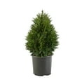 thumbnail image 1 of Expert Gardener 36" Green Giant Arborvitae Live Shrub Plants in 10" Grower Pot, Full Sun, 1 of 9