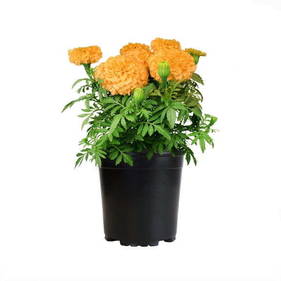 Expert Gardener Assorted African Marigold, Flowering Garden Plant, 1 gal Pot, Live Plants, Full Sun