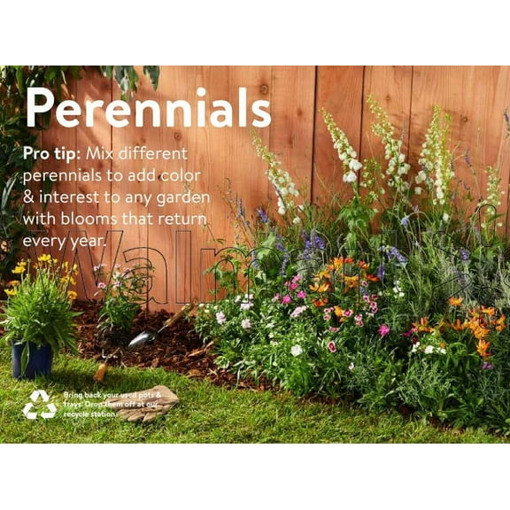 Expert Gardener Blue Ruellia Dwarf Mexican Petunia, Flowering Outdoor Plants for Garden, 2 qt. Pot