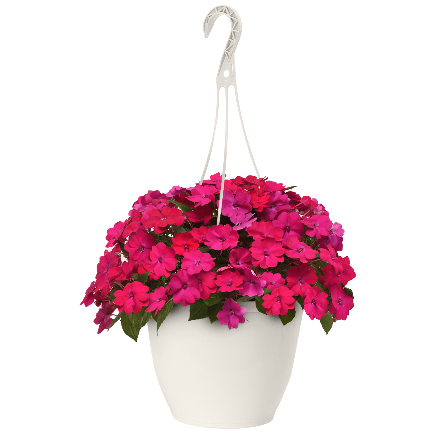 Expert Gardener 1.5 Gallon New Guinea Impatiens Live Annual Plant, Partial Sun, Various Colors