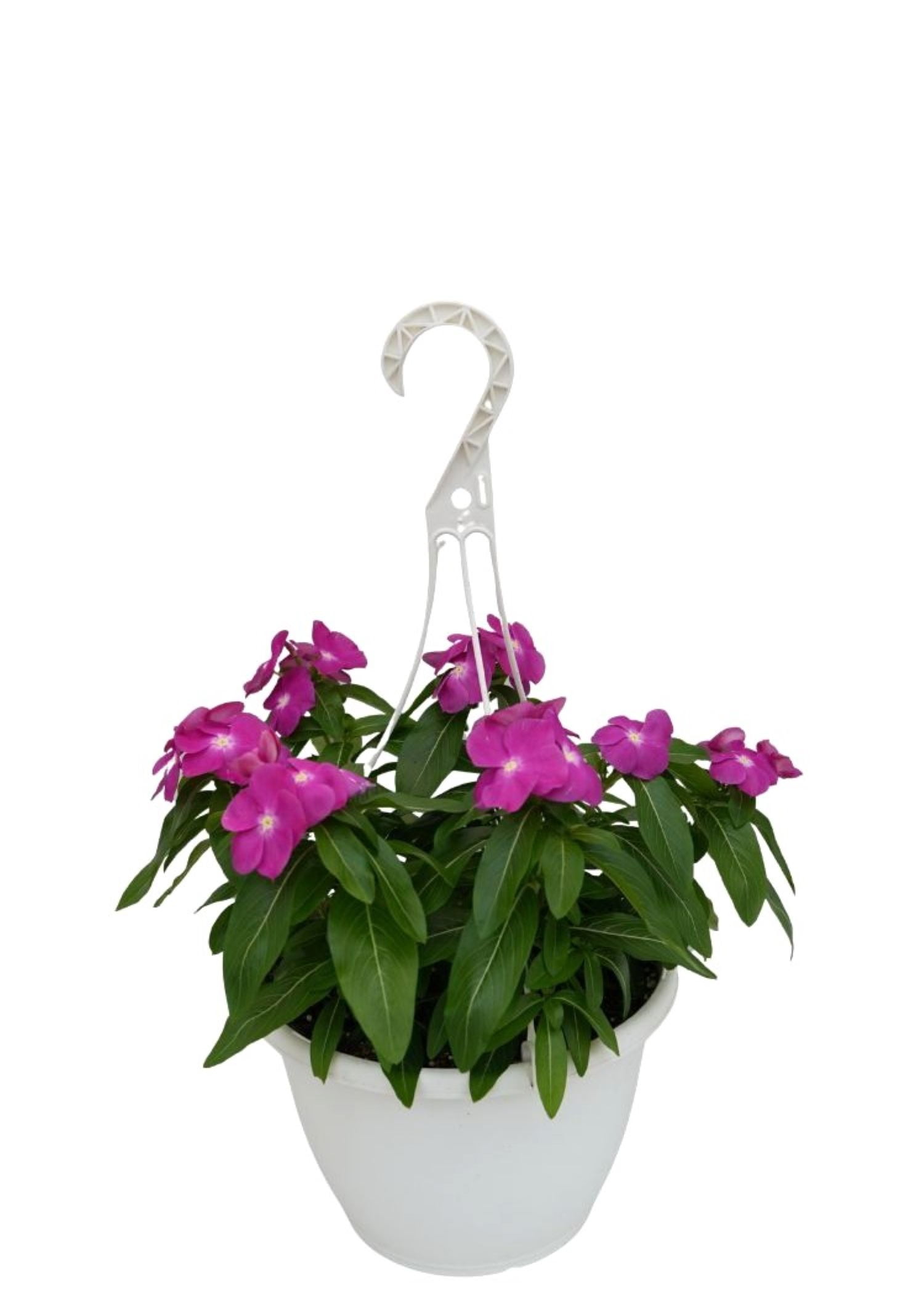 Expert Gardener Vinca Trailing Various Colors Hanging Basket
