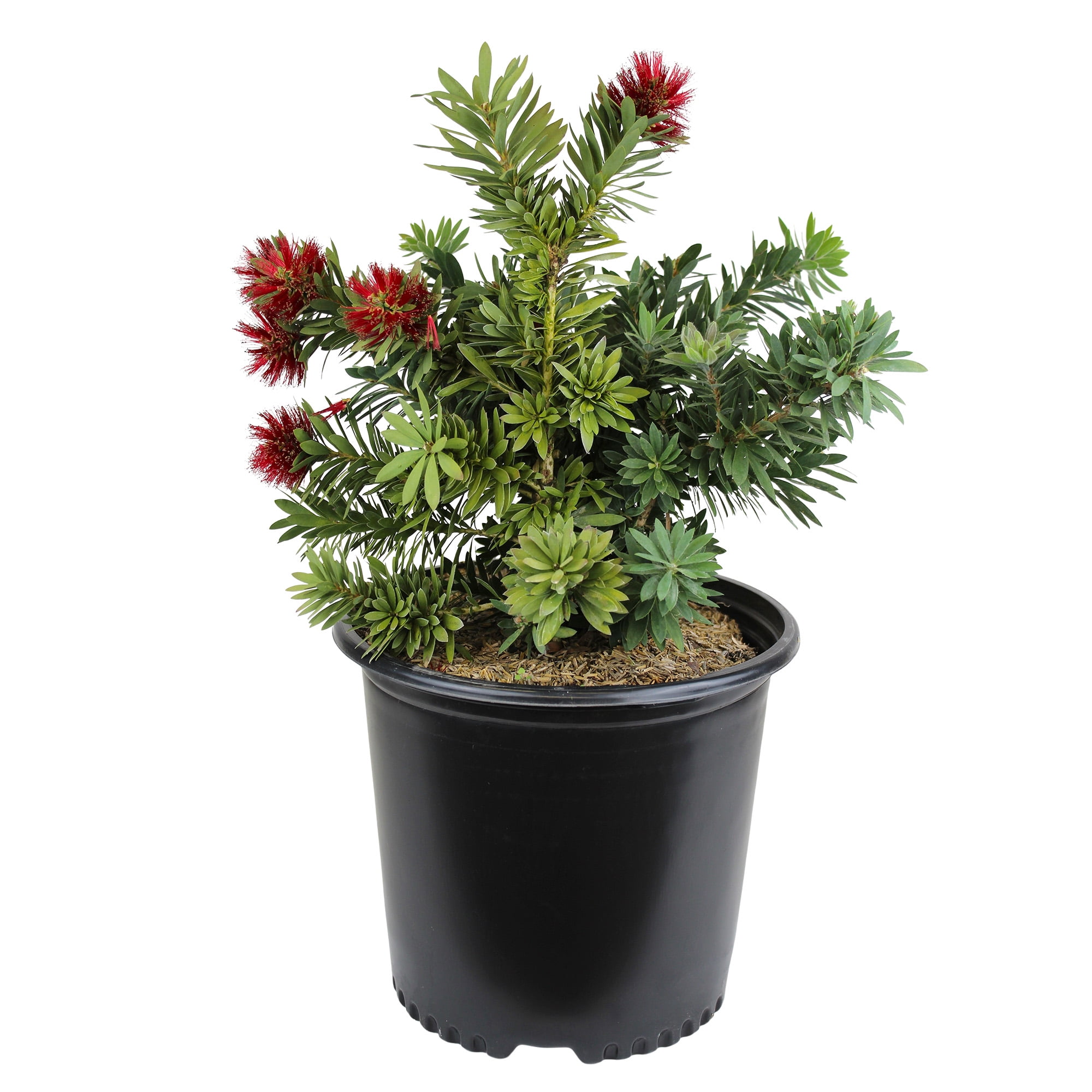 Expert Gardener Callistemon Little John, Flowering Outdoor Shrub, 2.25 gal Plant Pot, Full Sun