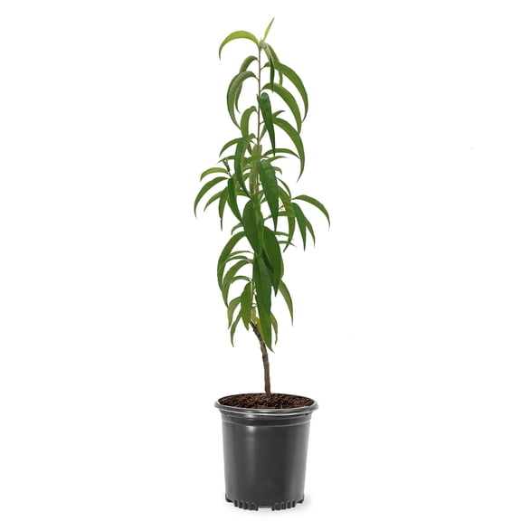 Expert Gardener Carolina Gold Peach Live Tree, 1-2 ft Tall, 1-Gallon Grower Pot