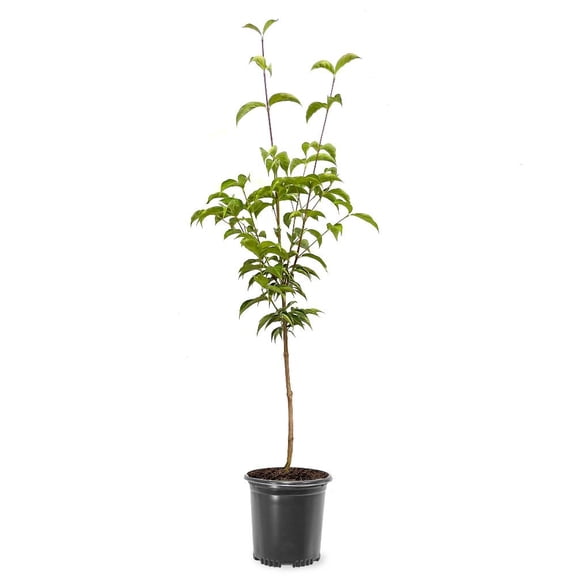 Expert Gardener Cherokee Brave Dogwood Live Tree, 1-1.5 ft Tall, 1-Gallon Grower Pot