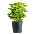 thumbnail image 1 of Expert Gardener Costa Farms Arboricola Live Outdoor Plant in 2 Gallon Grower Pot, 1 of 5