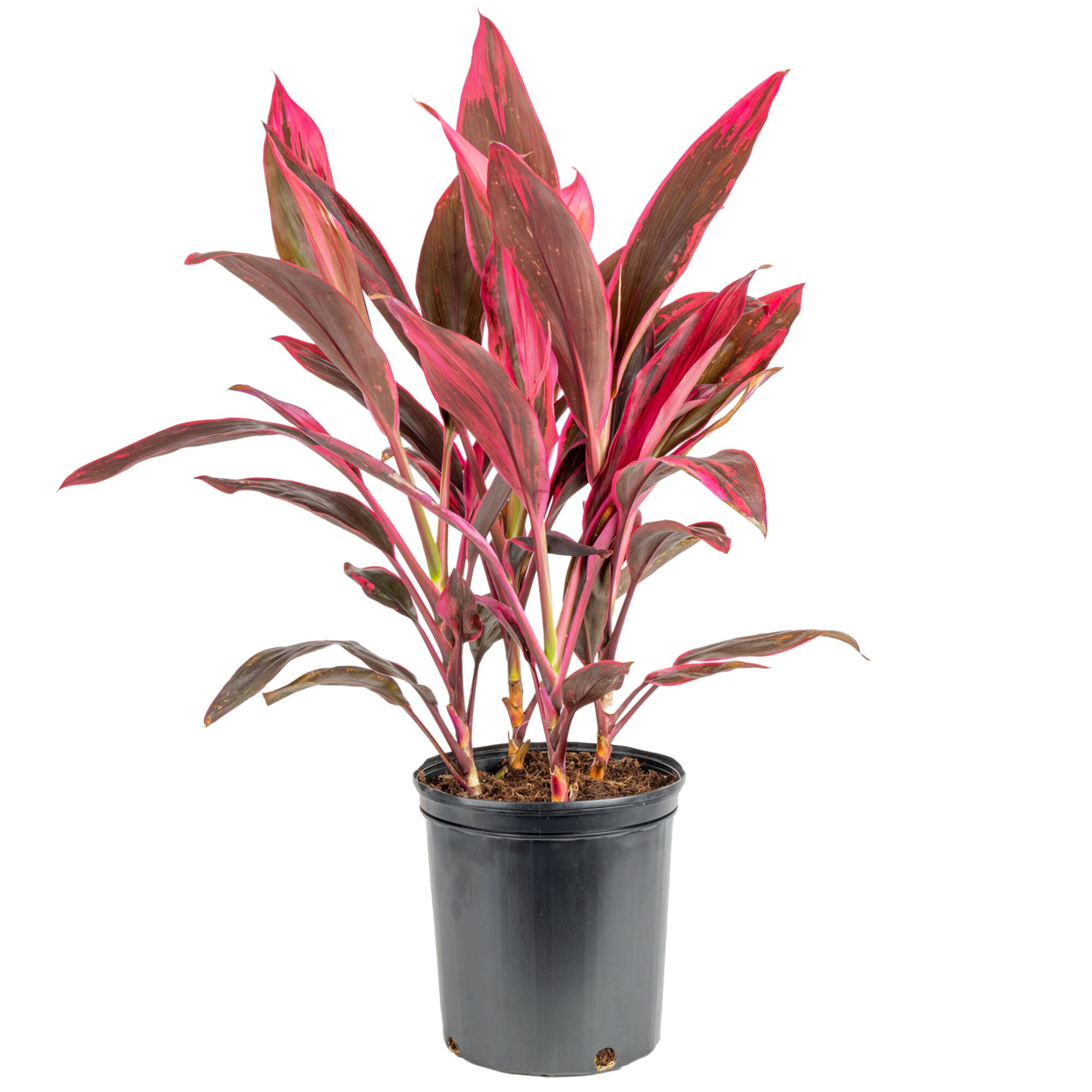 Expert Gardener Costa Farms Cordyline Live Outdoor Plant in 2 Gallon Grower Pot – Full Sun