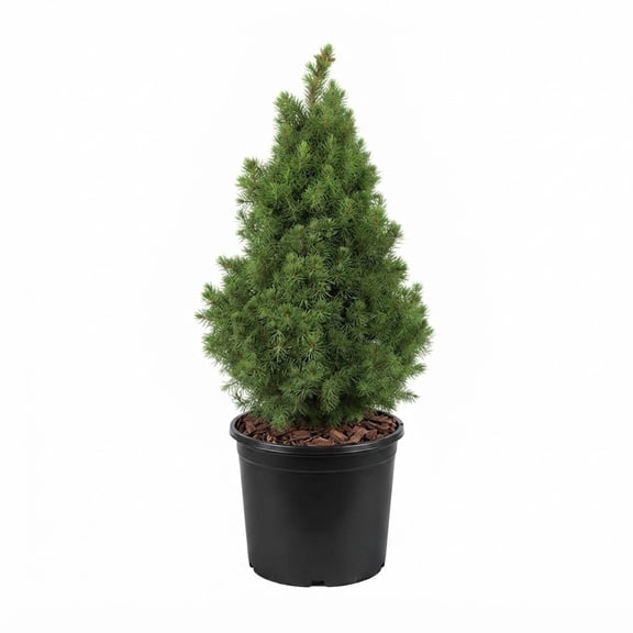 Expert Gardener Dwarf Alberta Spruce, 2.5 Quart, Conical Evergreen Live Outdoor Shrub/Tree
