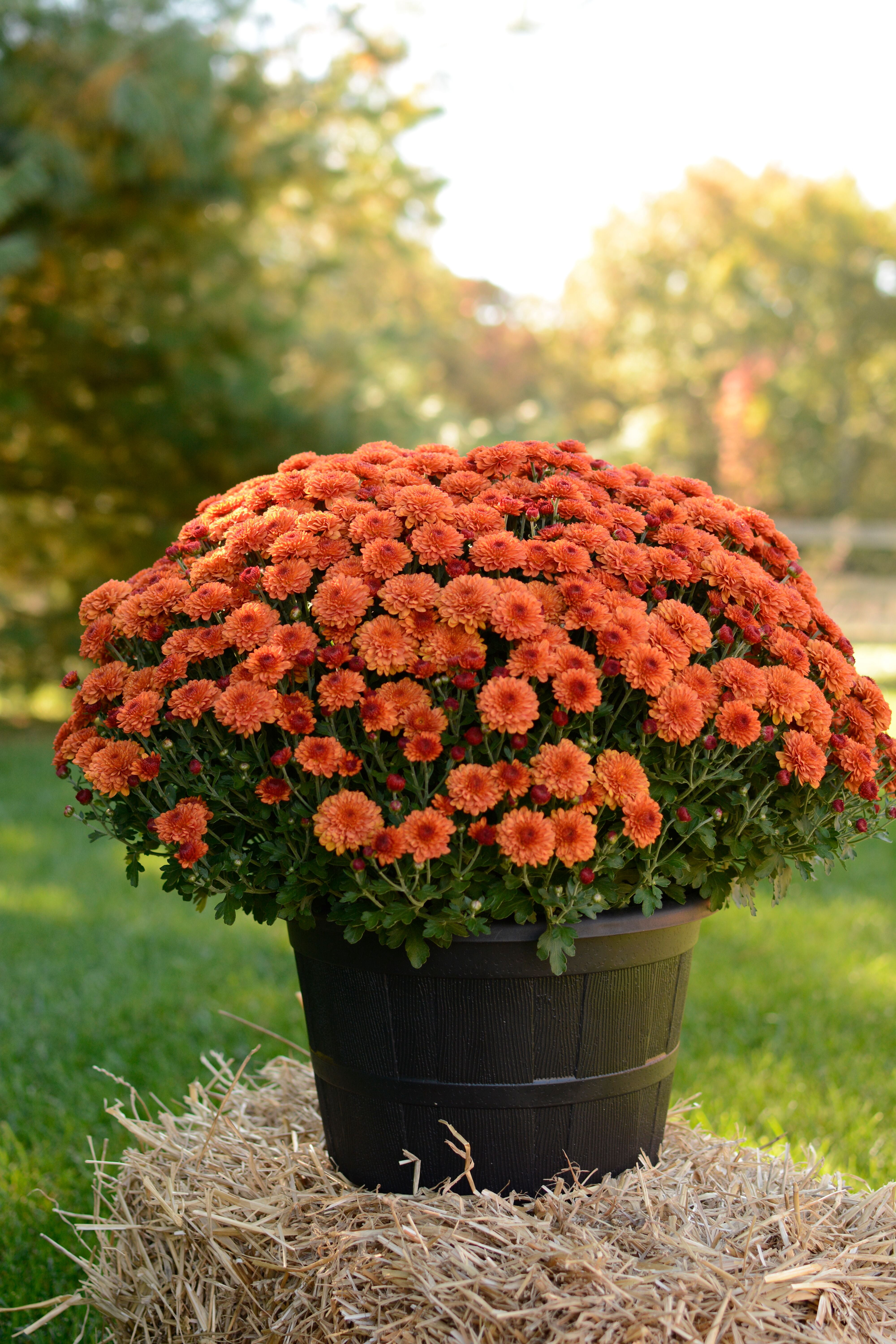 Expert Gardener 8in Orange Mum Live Plant