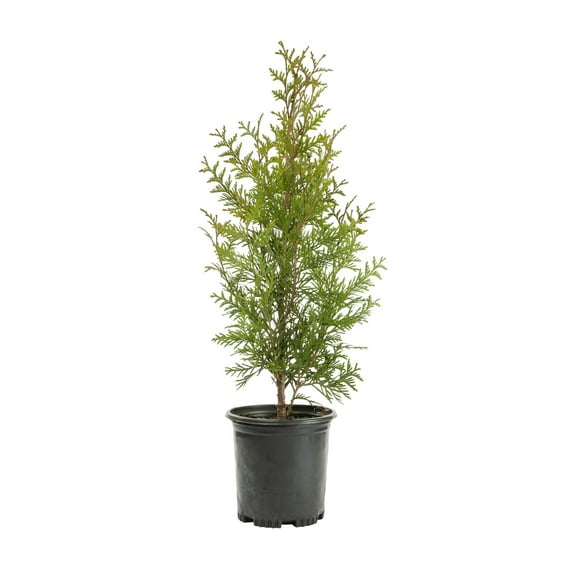 Expert Gardener 2.25gal Green Giant Arborvitae Live Shrub Plant Sun