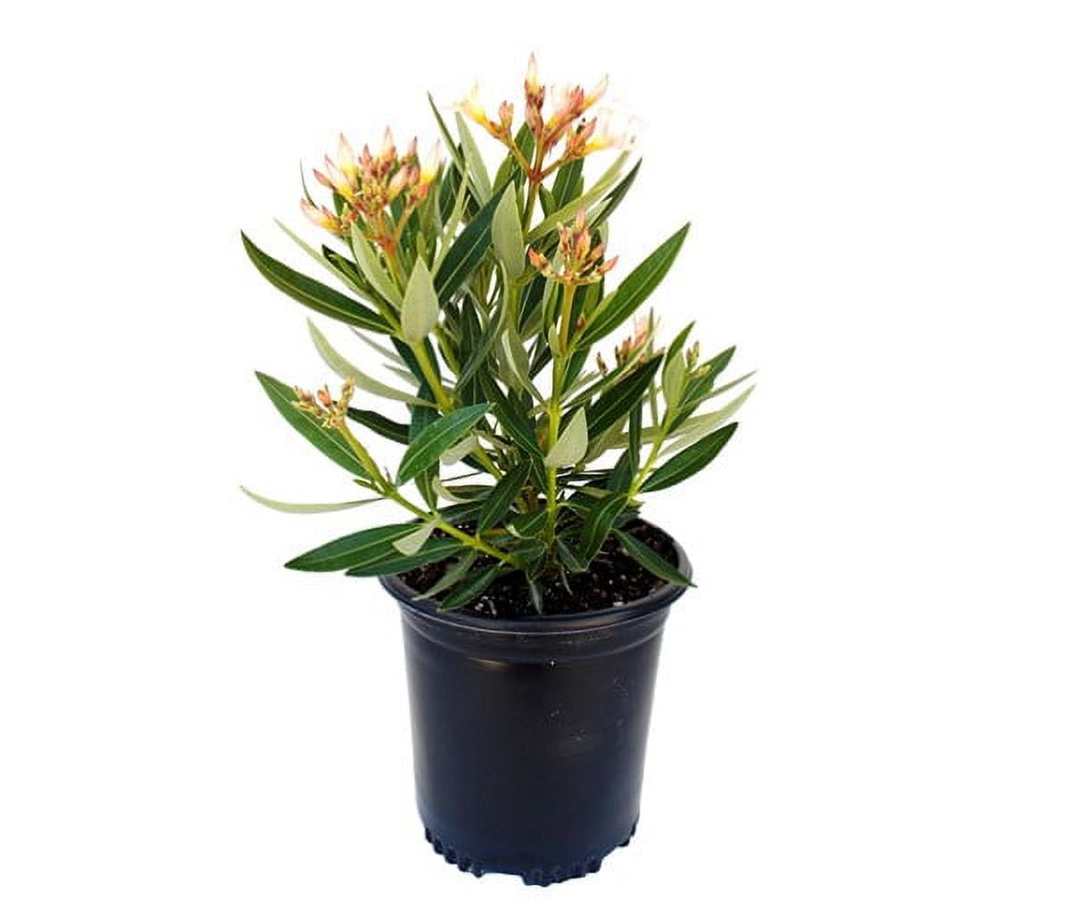 Expert Gardener Hardy Evergreen Flowering Shrub Full Sun