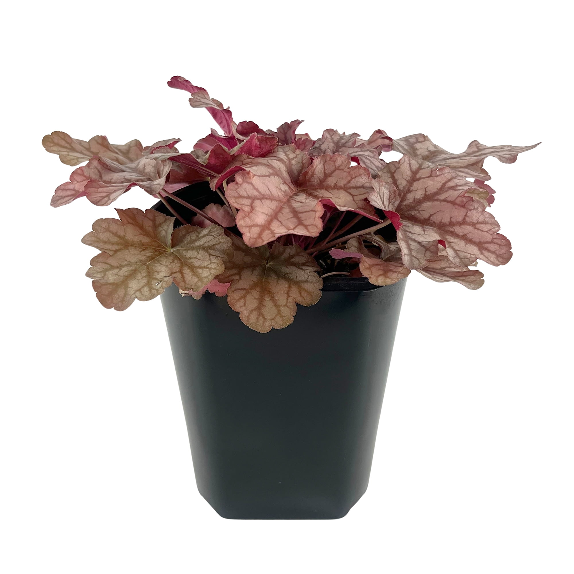 Expert Gardener Heuchera Coral Bells, Semi Evergreen Perennial, Deer