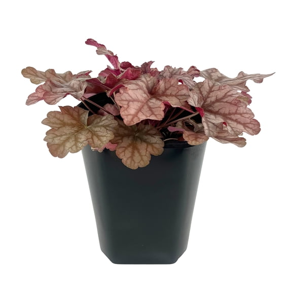 Expert Gardener Heuchera Coral Bells, Semi Evergreen Perennial, Deer Resistant Live Plant, 2 qt. Pot