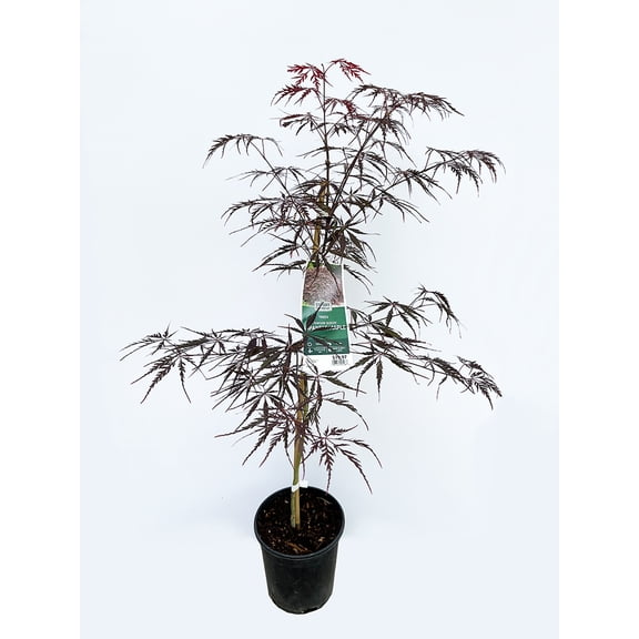 EuroBlooms Expert Gardener 1 gallon Japanese Maple 'Crimson Queen' Live Tree in a 2.5 Qt pot (1 Count)