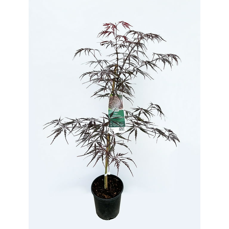 Expert Gardener Japanese Maple Crimson Queen Live Tree 1 Gallon