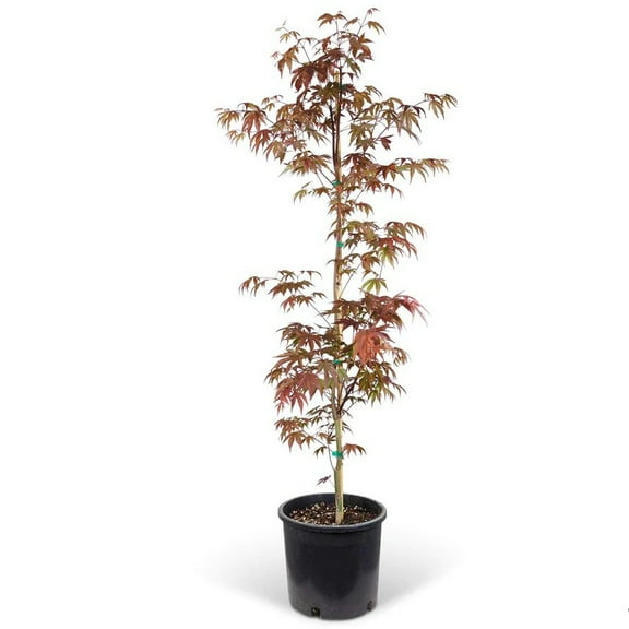EuroBlooms 1 gallon Japanese Maple Bloodgood Live Trees in 2.5qt pot (1 Count)
