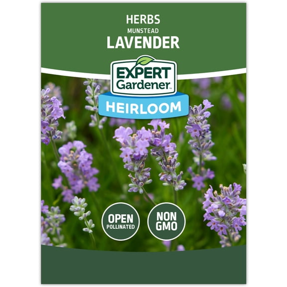 Expert Gardener Lavender Munstead Herb Seed