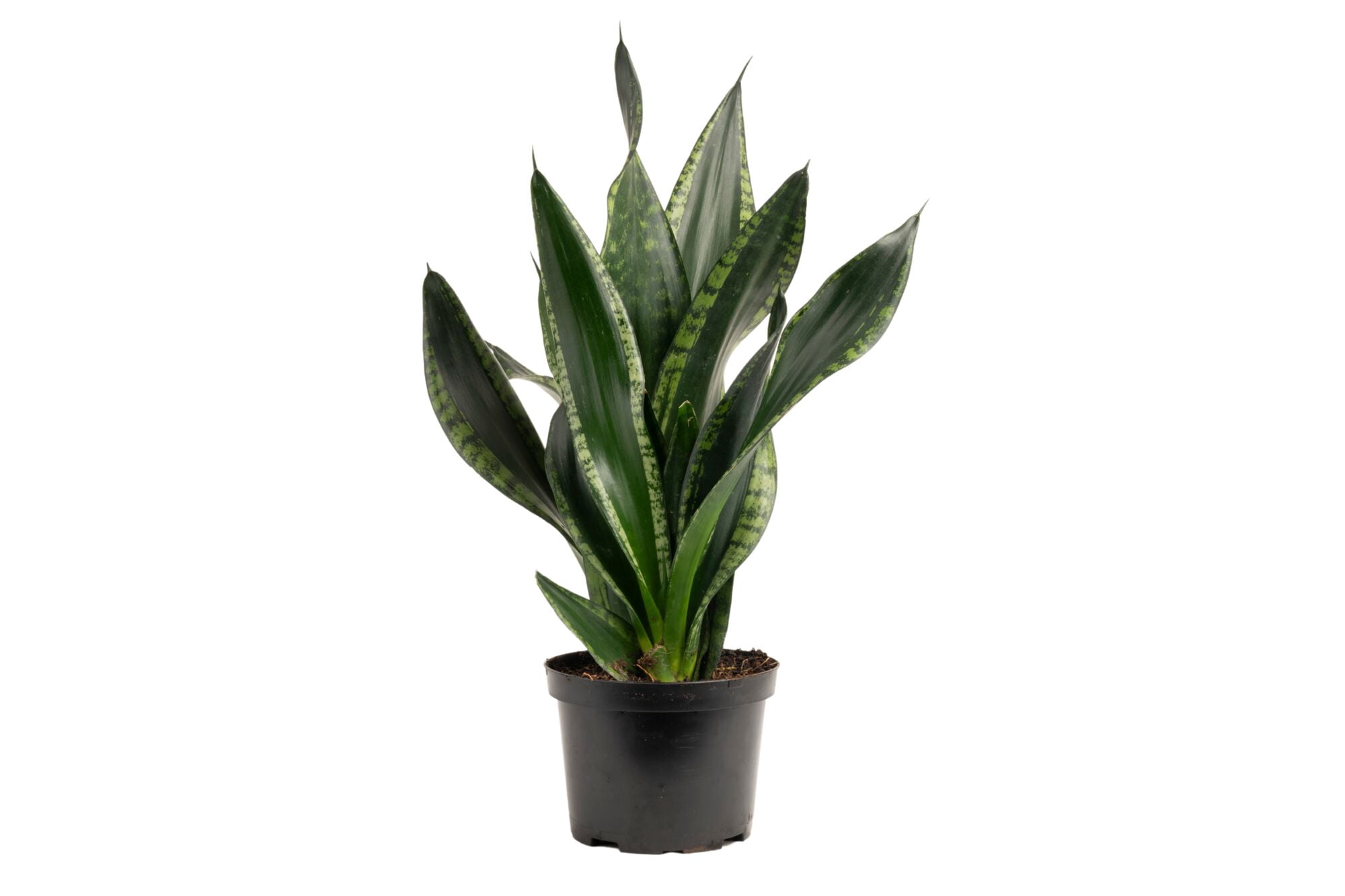 Expert Gardener Indoor Plants in Live Plants - Walmart.com