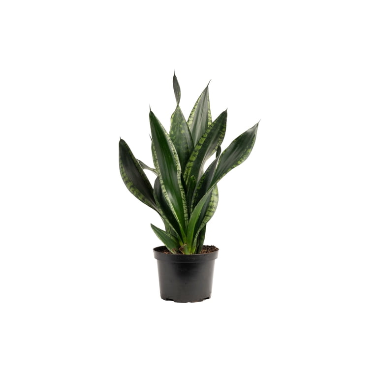 Expert Gardener 14" Assorted Foliage House Plant in 6" Grower Pot -  Walmart.com