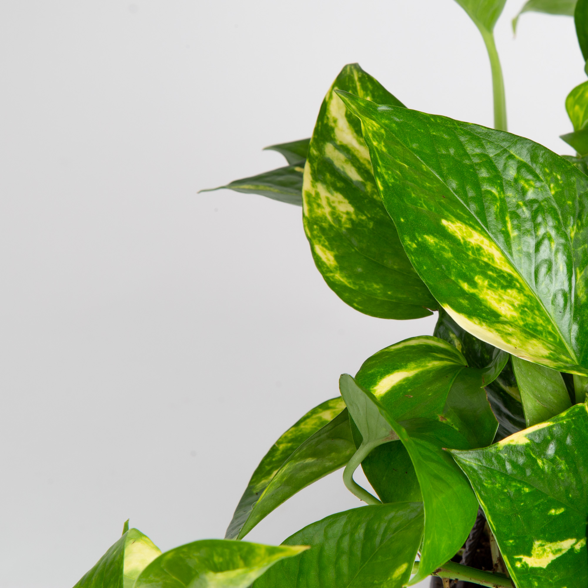 Expert Gardener Live Indoor 15in. Tall Green Devil's Ivy Plant, Indirect Sunlight, in 7in. Grower Pot - image 1 of 5