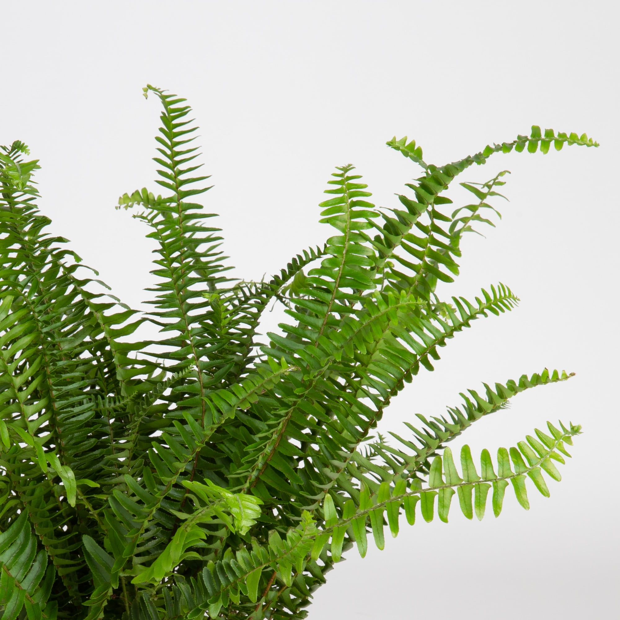 Expert Gardener Live Indoor 18in. Tall Green Kimberly Queen Fern Plant, Partial Sun, in 7in. Grower's Pot